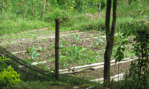 Integrated Farm