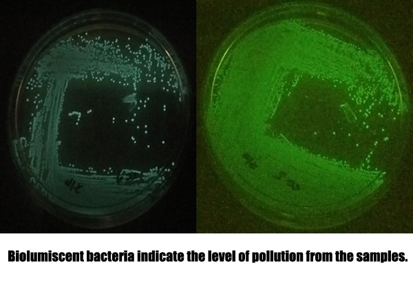 DLSU-D study uses squid ink to detect pollution