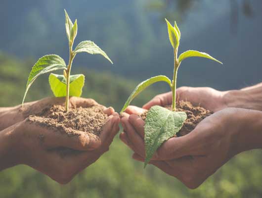 Plant Swap for Botanical Garden