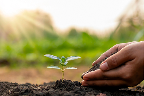 planting