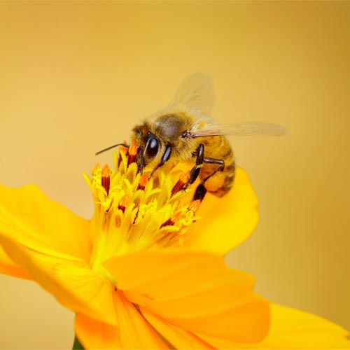World Bee Day