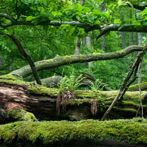 International Day for Biological Diversity