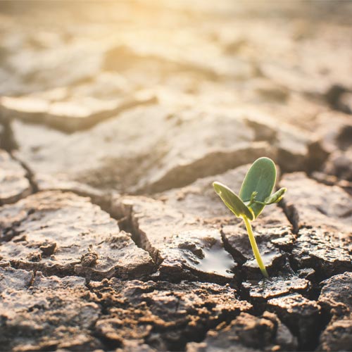 World Day to Combat Desertification and Drought
