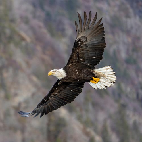 Endangered Species Day