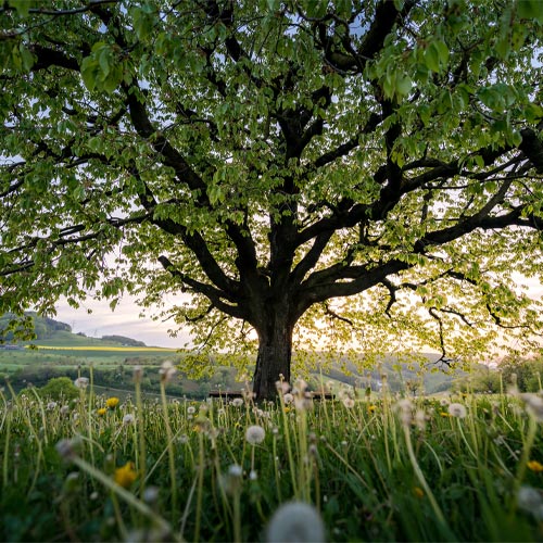 World Environment Day