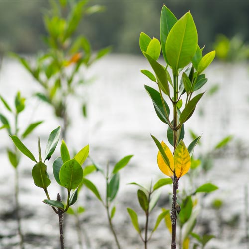 International Day for the Conservation of the Mangrove Ecosystem