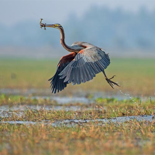 World Migratory Bird Day