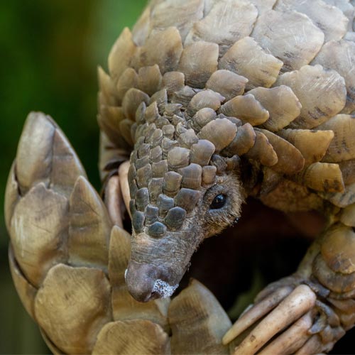 World Pangolin Day