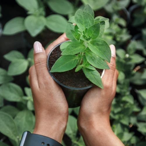 International Day of Plant Health