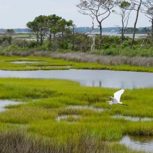 World Wetlands Day