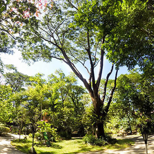 DLSU-D: A HAVEN FOR BIODIVERSITY