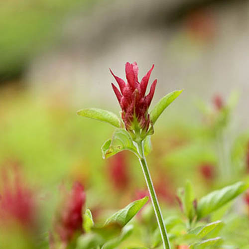 DLSU-D: A HAVEN FOR BIODIVERSITY