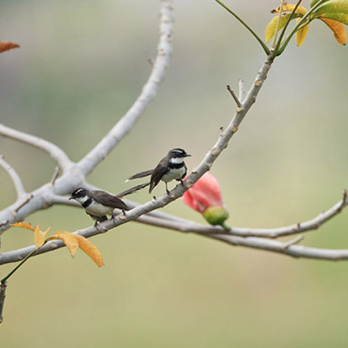 DLSU-D: A HAVEN FOR BIODIVERSITY