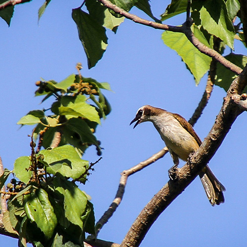 DLSU-D: A HAVEN FOR BIODIVERSITY