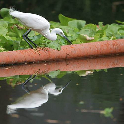 DLSU-D: A HAVEN FOR BIODIVERSITY