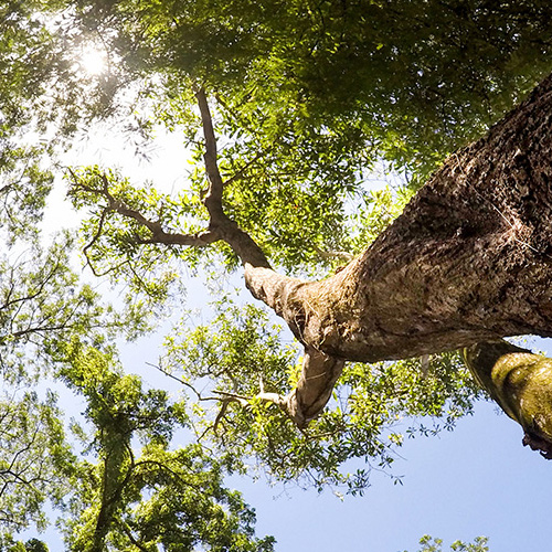 DLSU-D: A HAVEN FOR BIODIVERSITY