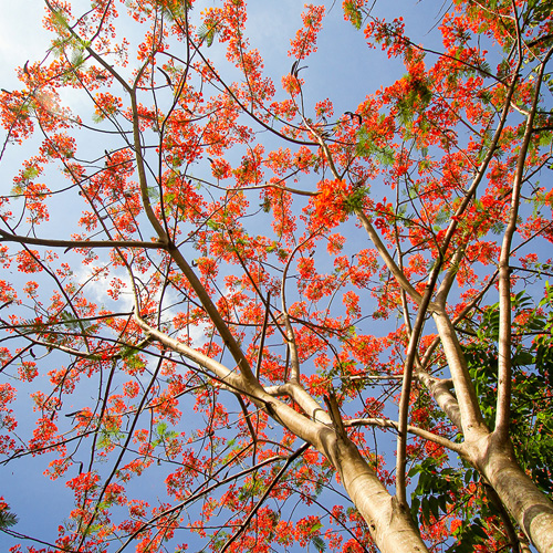 DLSU-D: A HAVEN FOR BIODIVERSITY