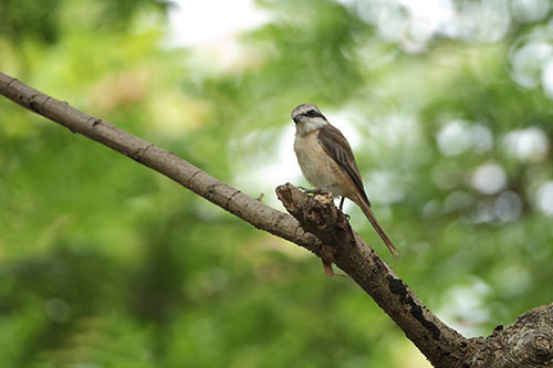 Bird species in DLSU-D