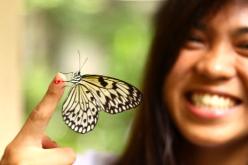 Thriving butterfly species in DLSU-D