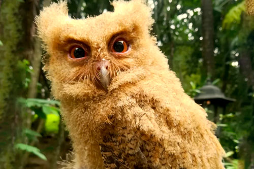 Philippine Scops-owl rescued in DLSU-D
