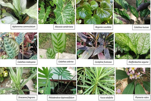 CSCS spearheads Plant Swap Activity for DLSU-D Botanical Garden