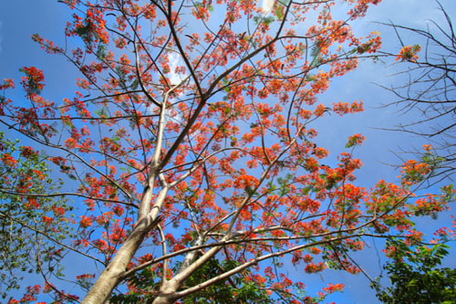 Endemic and Indigenous Trees in DLSU-D